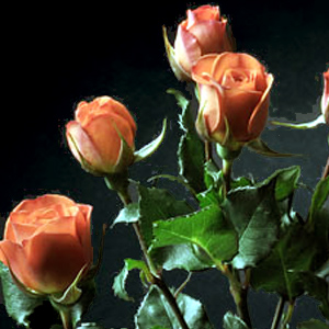 Spray Rose - Babe - Click Image to Close