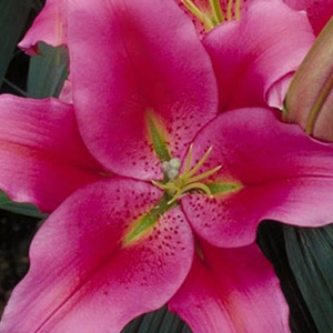 Oriental Lily - Chili - Click Image to Close