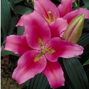 Oriental Lily - Chili - Click Image to Close