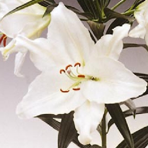 Oriental Lily - Crystal Blanca - Click Image to Close
