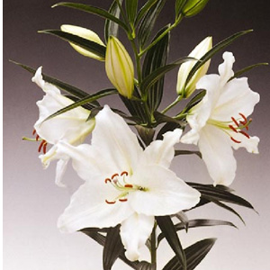 Oriental Lily - Crystal Blanca - Click Image to Close
