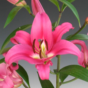 Oriental Lily - Robina - Click Image to Close