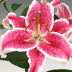 Oriental Lily - Starfighter - Click Image to Close