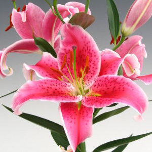 Oriental Lily - Stargazer - Click Image to Close