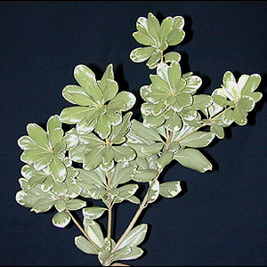 Pittosporum - Variegated - Click Image to Close