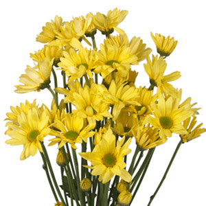 Daisy Pom - Yellow - Click Image to Close