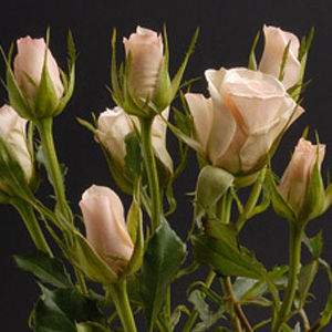 Spray Rose - Porcelena - Click Image to Close