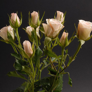 Spray Rose - Porcelena - Click Image to Close