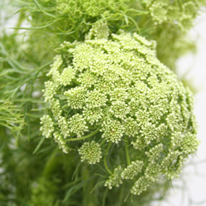 Queen Ann Lace - Click Image to Close