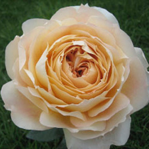 Rose - Caramel Antike • Garden - Click Image to Close