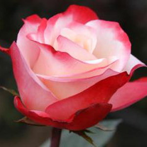 Rose - Nostalgie • Garden - Click Image to Close