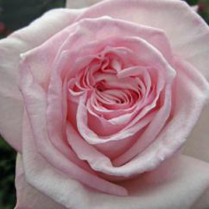 Rose - Pink O'Hara • Garden - Click Image to Close