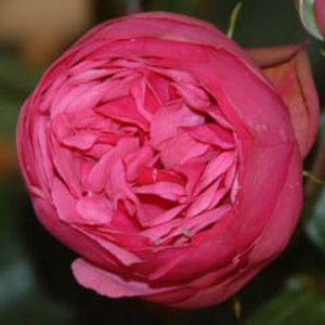 Rose - Pink Piano • Garden - Click Image to Close