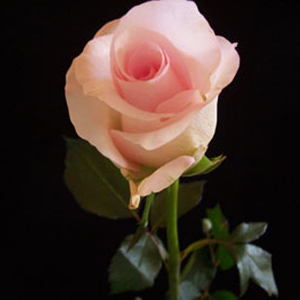 Rose - Sweet Akito • 50cm Intermediate - Click Image to Close