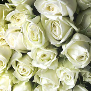 50 White Roses 60cm Long Stem - Click Image to Close