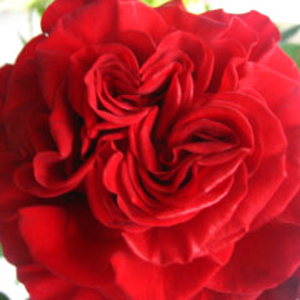 Rose - Hearts • 50cm Intermediate - Click Image to Close