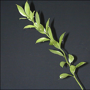 Ruscus - Israeli - Click Image to Close