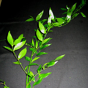 Ruscus - Italian - Click Image to Close