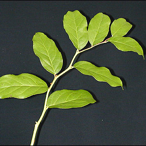 Salal - Click Image to Close