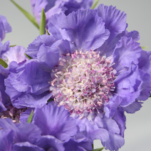 Scabiosa - Periwinkle - Click Image to Close