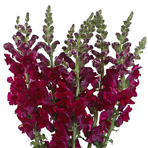Snapdragons - Burgundy - Click Image to Close