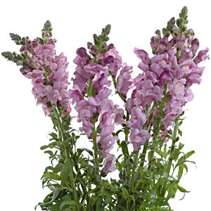 Snapdragons - Lavender - Click Image to Close