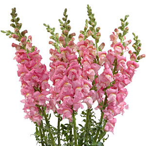 Snapdragons - Pink - Click Image to Close