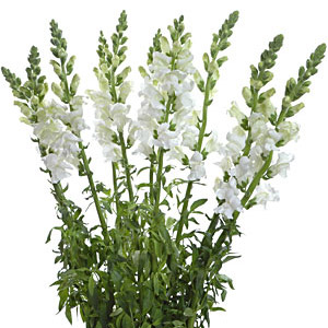 Snapdragons - White - Click Image to Close