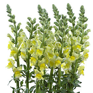 Snapdragons - Yellow - Click Image to Close