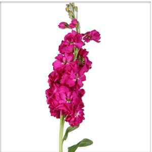 Stock - Fuschia - Click Image to Close