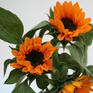 Sunflower - Miniature with Black Center - Click Image to Close