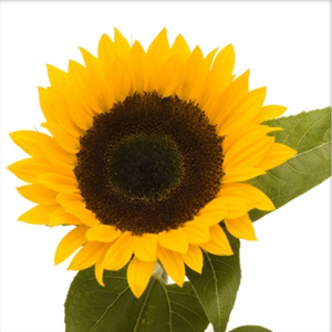 Sunflower - Black Center - Click Image to Close
