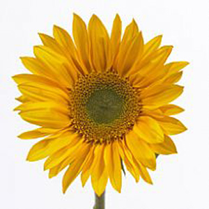 Sunflower - Green Center - Click Image to Close