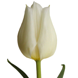 Tulips - White - Click Image to Close