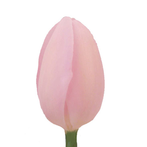 Tulips - Light Pink - Click Image to Close