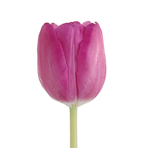 Tulips - Pink - Click Image to Close