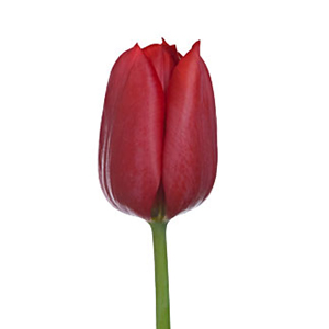 Tulips - Red - Click Image to Close