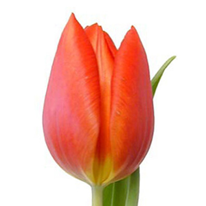 Tulips - Orange - Click Image to Close