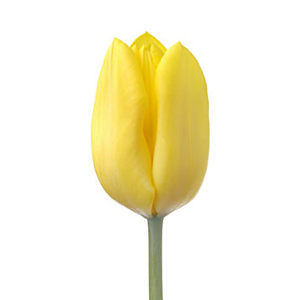 Tulips - Yellow - Click Image to Close