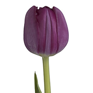 Tulips - Purple - Click Image to Close
