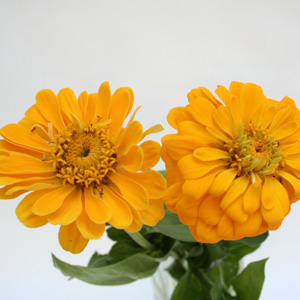 Zinnia - Yellow - Click Image to Close